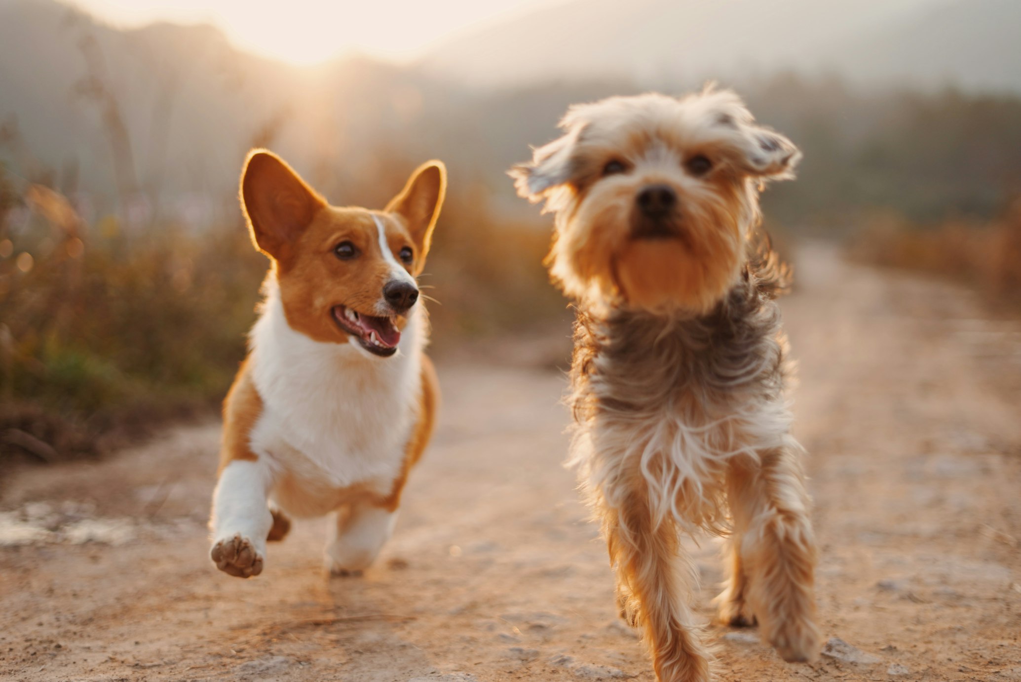 Pet Food Reviews